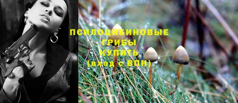 МЕГА ссылка  Аша  Псилоцибиновые грибы Psilocybe 